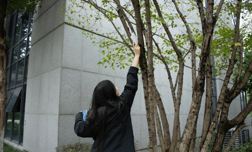 图为同学在树枝上寻得卡片 图为同学在树枝上寻得卡片
